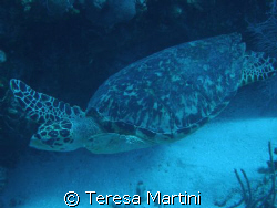 Swimming turtle by Teresa Martini 